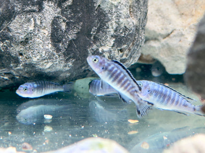 Eisblauer Maulbrüter Pseudotropheus socolofi