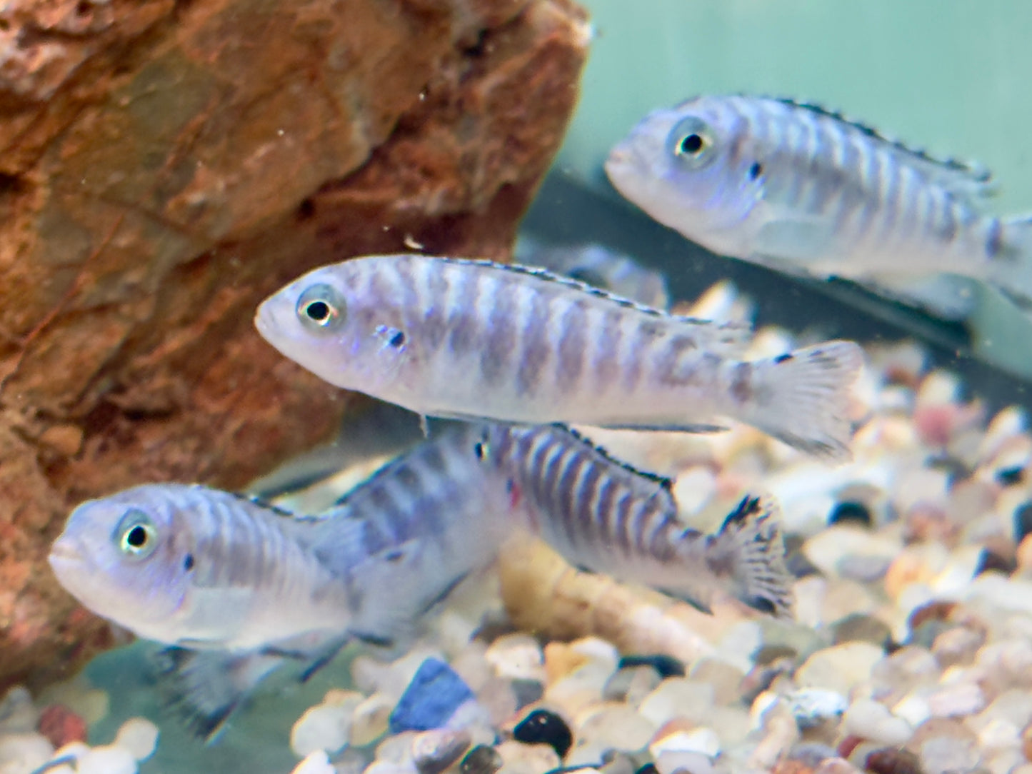 Eisblauer Maulbrüter Pseudotropheus socolofi