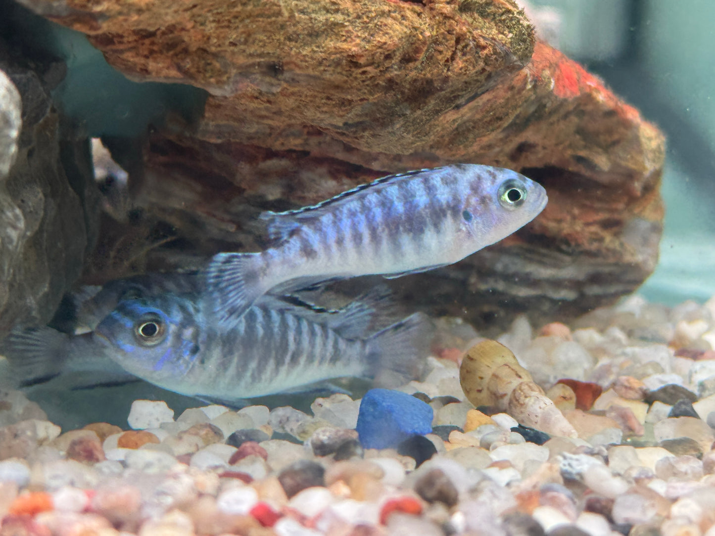 Eisblauer Maulbrüter Pseudotropheus socolofi