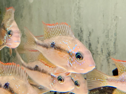 Elliots Buntbarsch Thorichthys ellioti