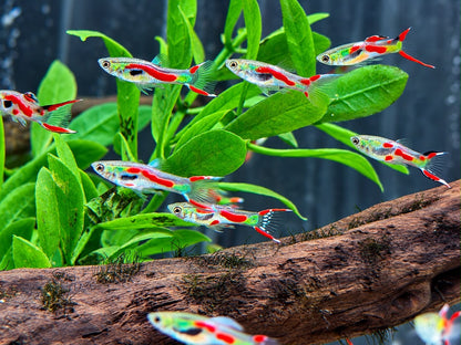 Endler Guppy Poecilia wingei Männchen