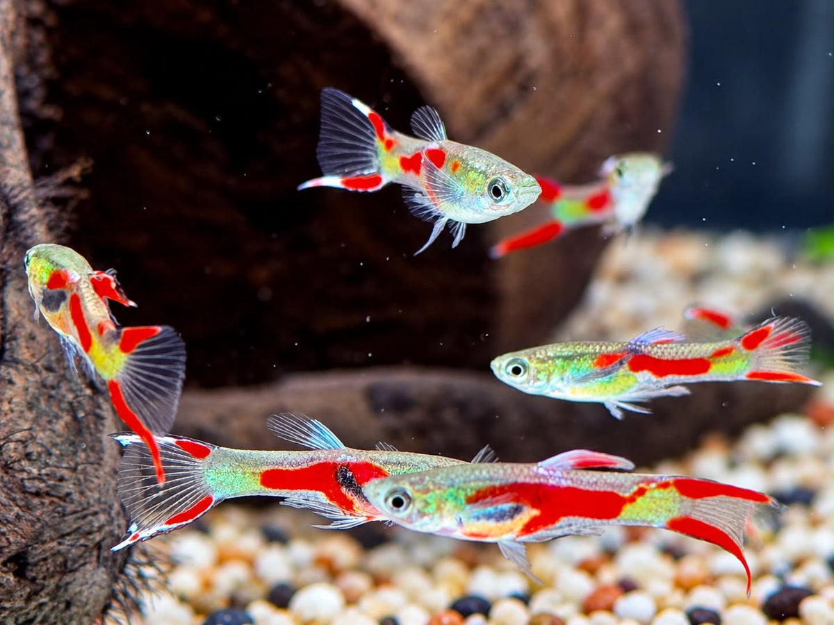 Endler Guppy Poecilia wingei Männchen