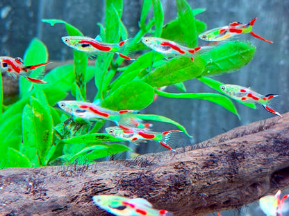 Endler Guppy Poecilia wingei Männchen