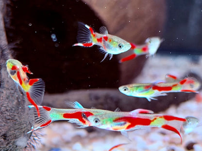 Endler Guppy Poecilia wingei Männchen