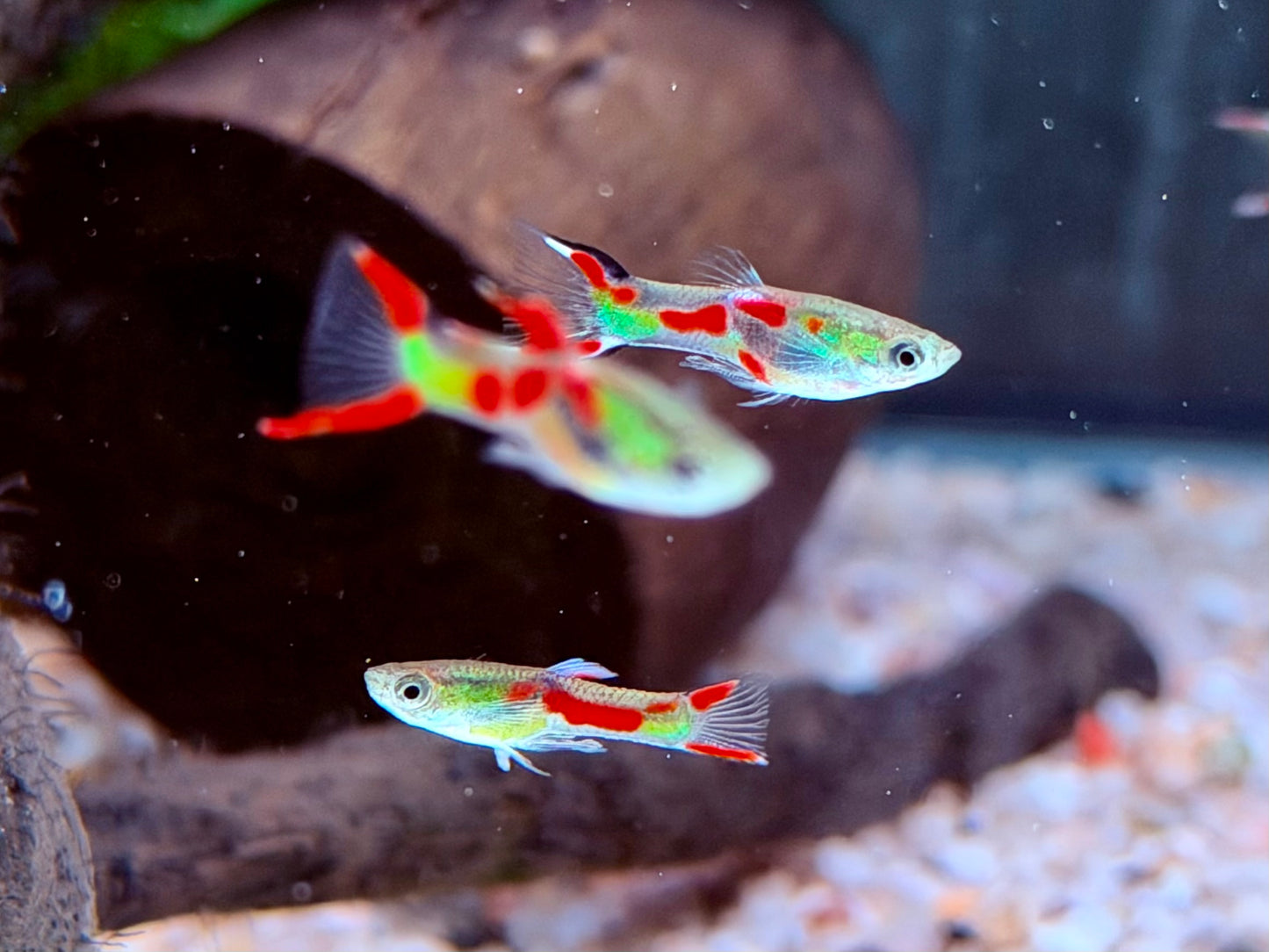 Endler Guppy Poecilia wingei Männchen