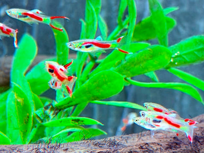 Endler Guppy Poecilia wingei Männchen