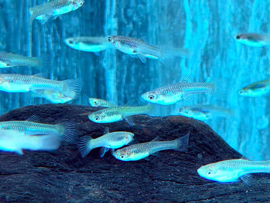 Endler Guppy Poecilia wingei Weibchen