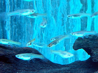 Endler Guppy Poecilia wingei Weibchen
