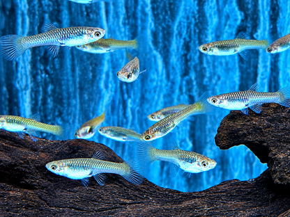 Endler Guppy Poecilia wingei Weibchen