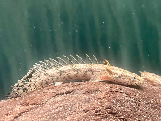 Endlichers Flösselhecht Polypterus endlicheri 8-9cm