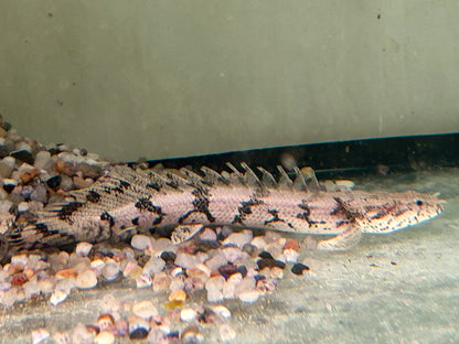 Endlichers Flösselhecht Polypterus endlicheri 8-9cm