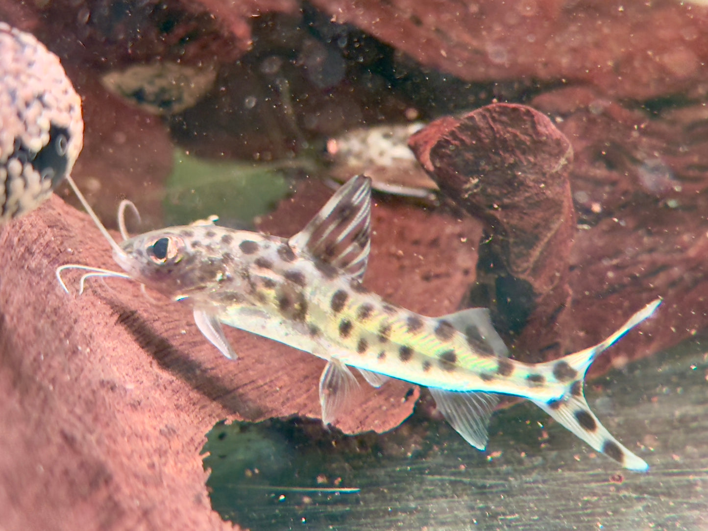 Engelsantennenwels Pimelodus pictus