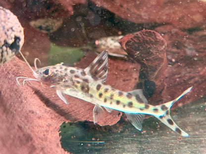 Engelsantennenwels Pimelodus pictus