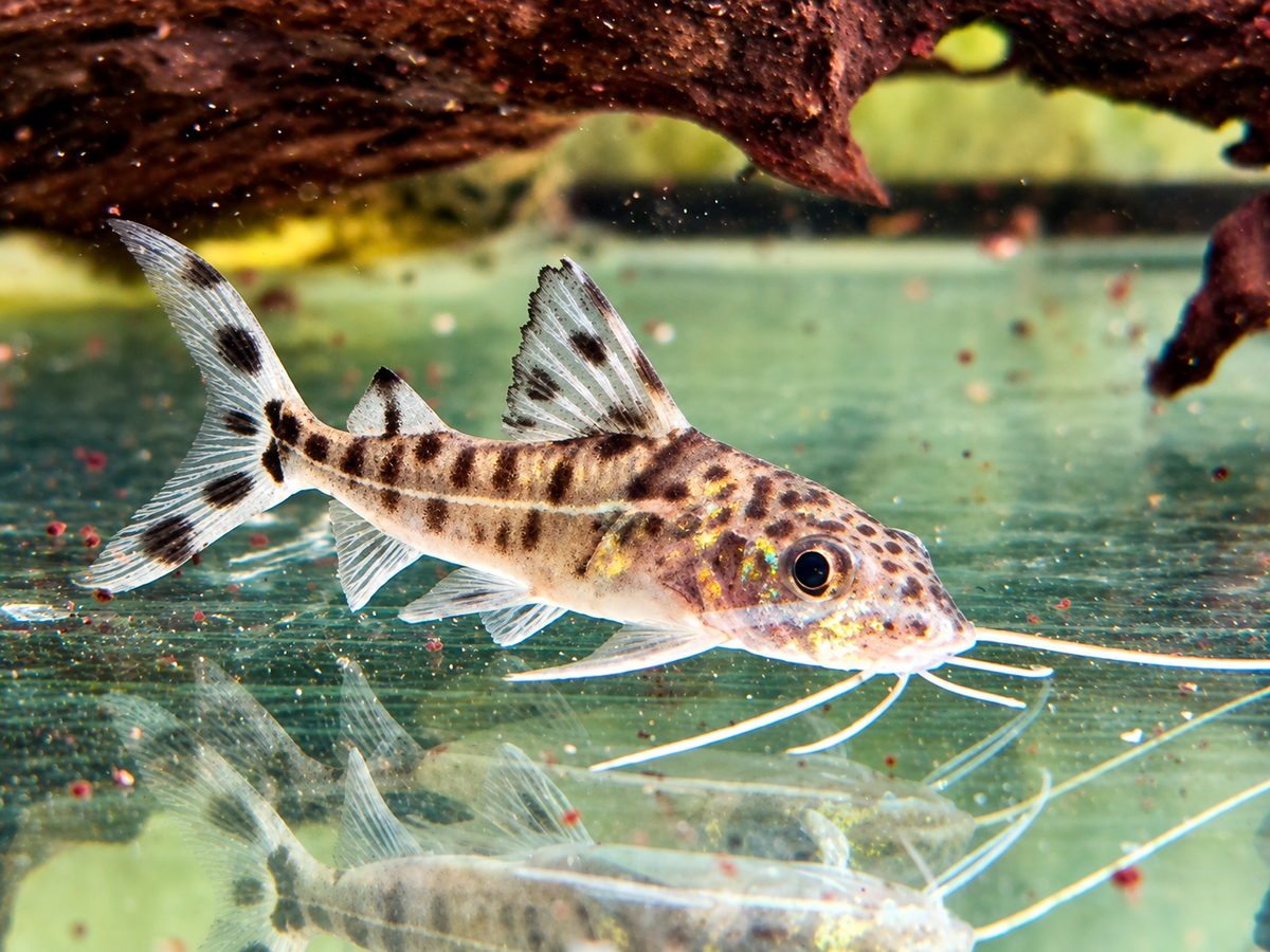Engelsantennenwels Pimelodus pictus