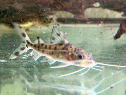 Engelsantennenwels Pimelodus pictus