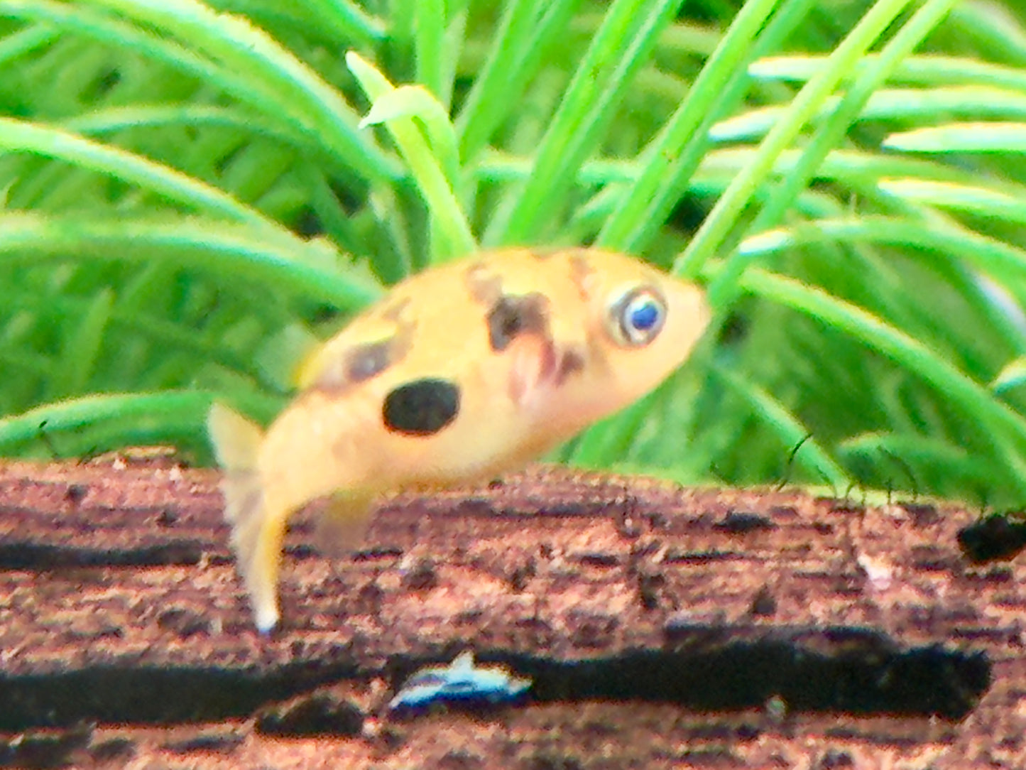 Erbsenkugelfisch Carinotetraodon travancoricus