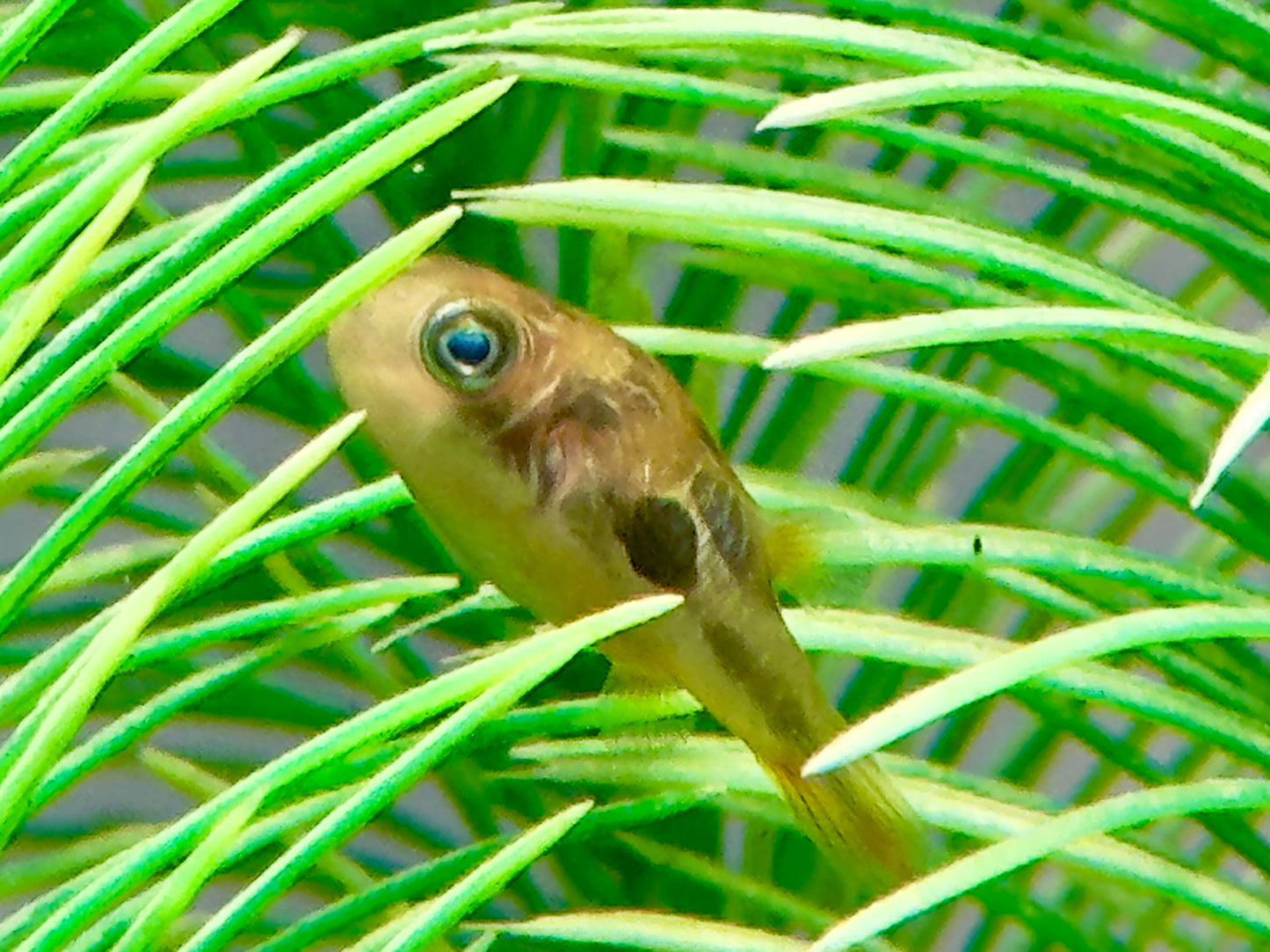 Erbsenkugelfisch Carinotetraodon travancoricus