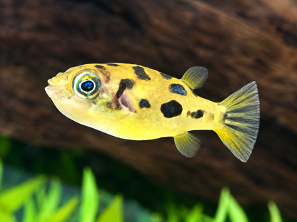 Erbsenkugelfisch Carinotetraodon travancoricus