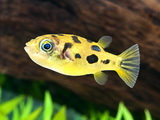 Erbsenkugelfisch Carinotetraodon travancoricus