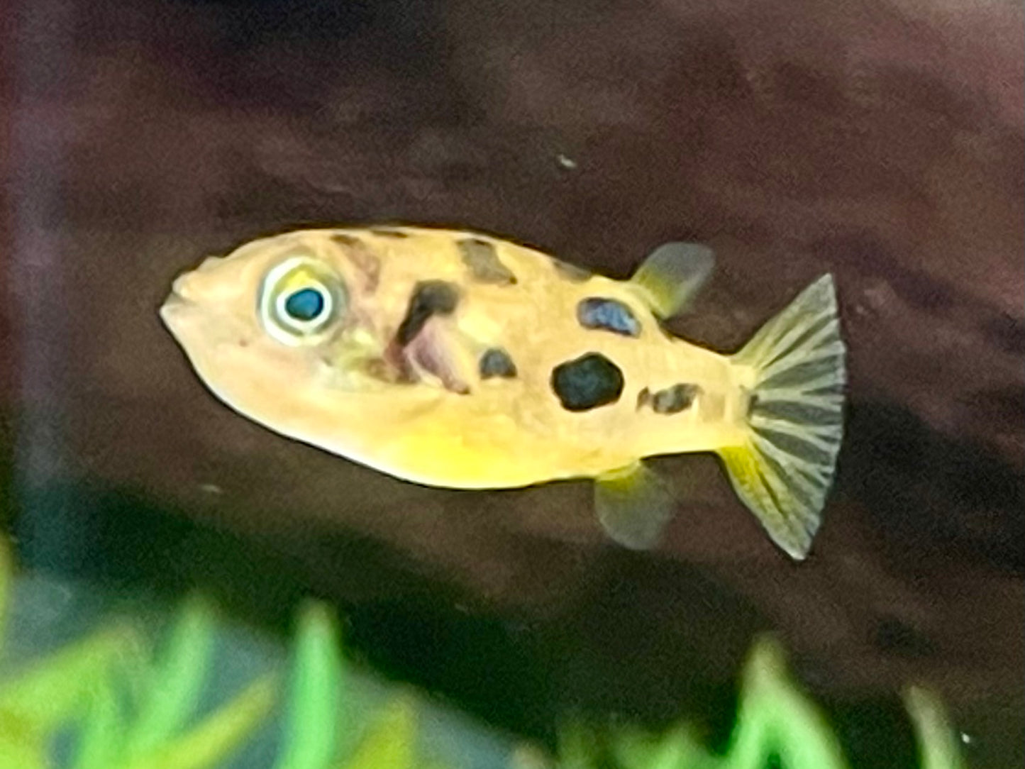 Erbsenkugelfisch Carinotetraodon travancoricus