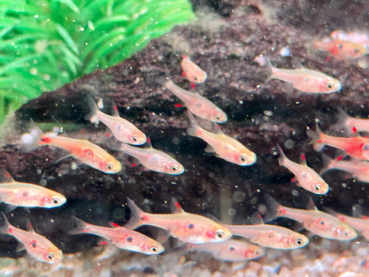 Erdbeer Zwergbärbling Boraras naevus