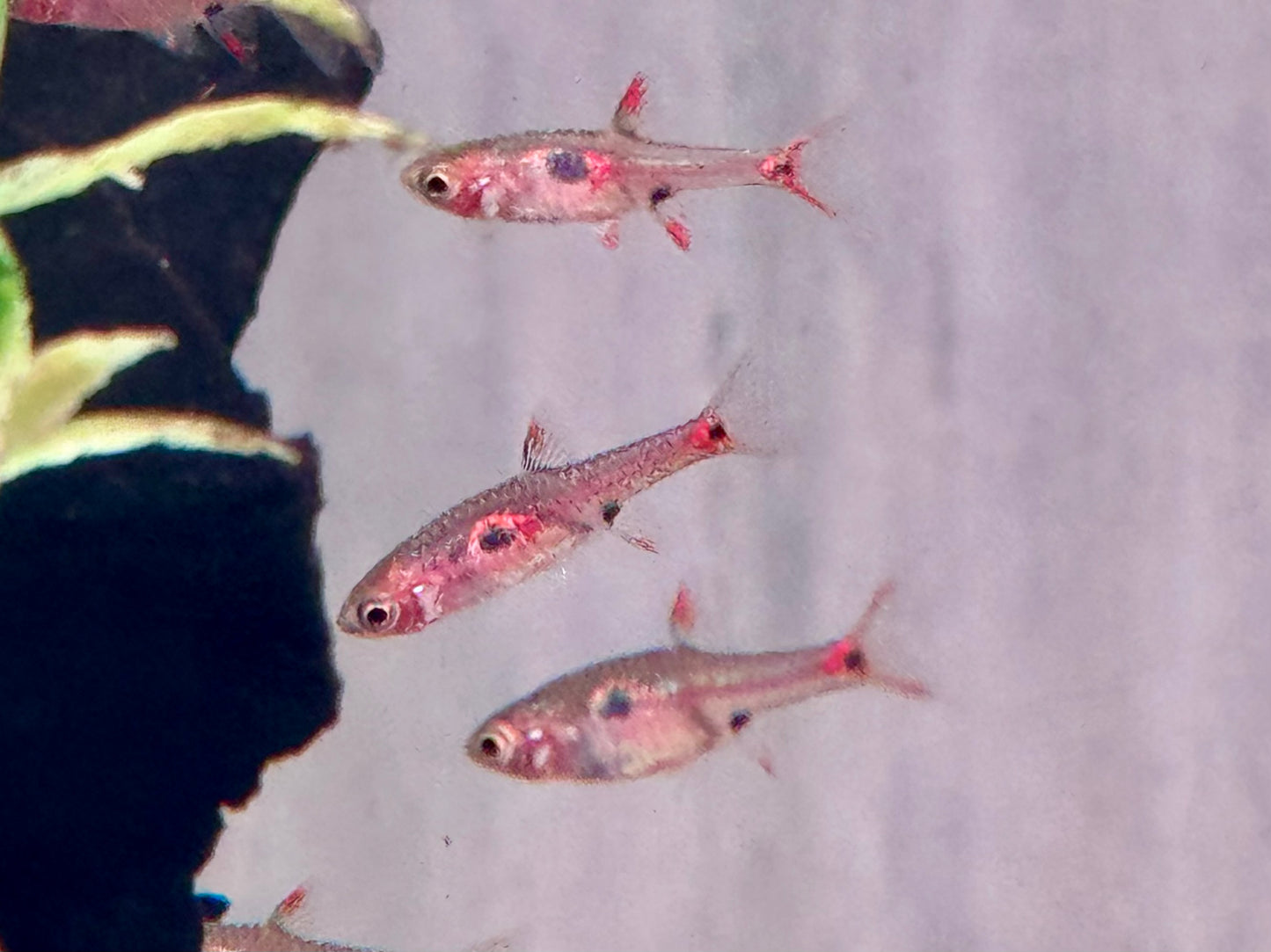 Erdbeer Zwergbärbling Boraras naevus