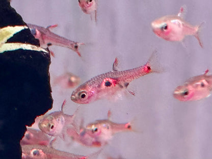 Erdbeer Zwergbärbling Boraras naevus