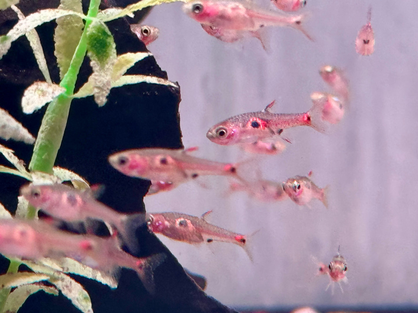 Erdbeer Zwergbärbling Boraras naevus