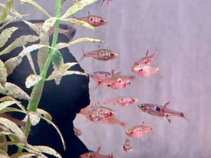 Erdbeer Zwergbärbling Boraras naevus