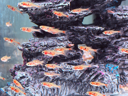 Erdbeer Zwergbärbling Boraras naevus