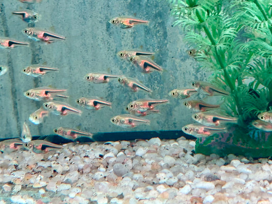 Espes Keilfleckbärbling Trigonostigma I Rasbora espei 1,5-2 cm