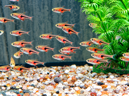 Espes Keilfleckbärbling Trigonostigma I Rasbora espei 1,5 cm