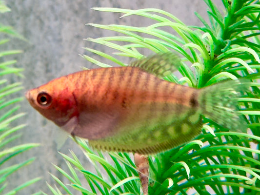 Fadenfisch gold Trichogaster trichopterus