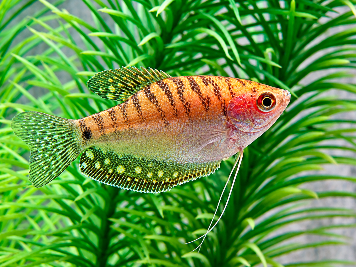 Fadenfisch gold Trichogaster trichopterus