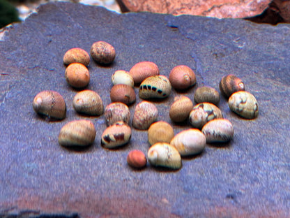 Fancy Geweihschnecke Clithon sowerbianum