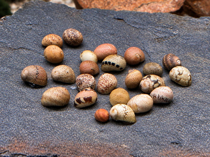Fancy Geweihschnecke Clithon sowerbianum