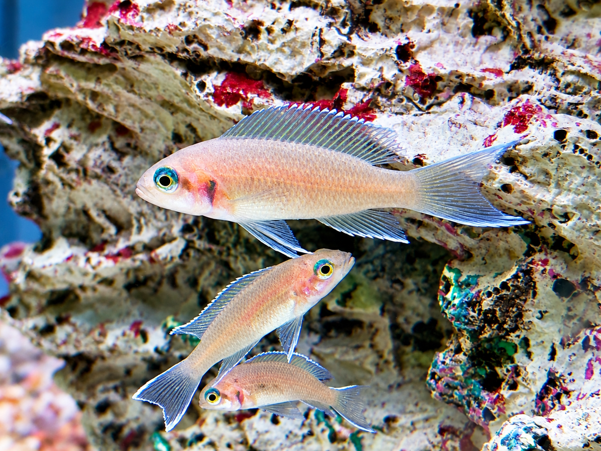 Feenbarsch I Prinzessin von Burundi Neolamprologus brichardi