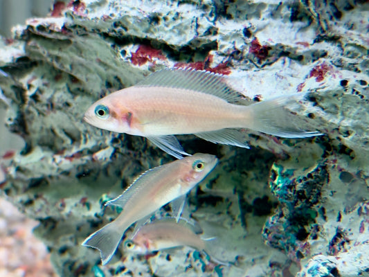 Feenbarsch I Prinzessin von Burundi Neolamprologus brichardi