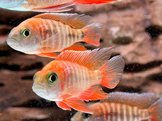 Feenbuntbarsch Aulonocara jacobfreibergi eureka