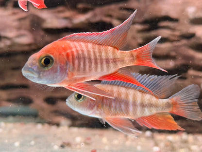 Feenbuntbarsch Aulonocara jacobfreibergi eureka