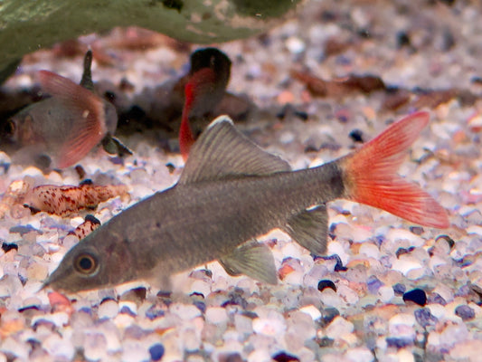 Feuerschwanz Epalzeorhynchos Labeo bicolor