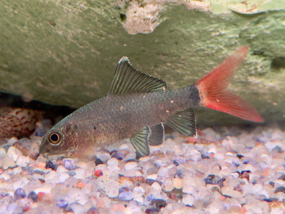 Feuerschwanz Epalzeorhynchos Labeo bicolor