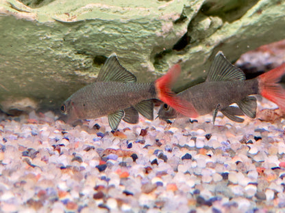 Feuerschwanz Epalzeorhynchos Labeo bicolor