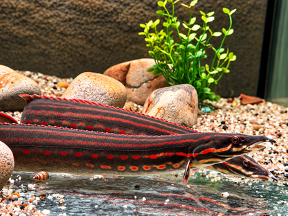 Feuerstachelaal  Mastacembelus erythrotaenia ca. 19-22 cm