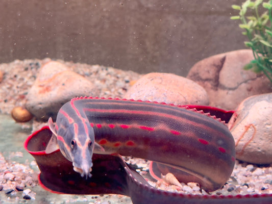 Feuerstachelaal  Mastacembelus erythrotaenia 24-28 cm