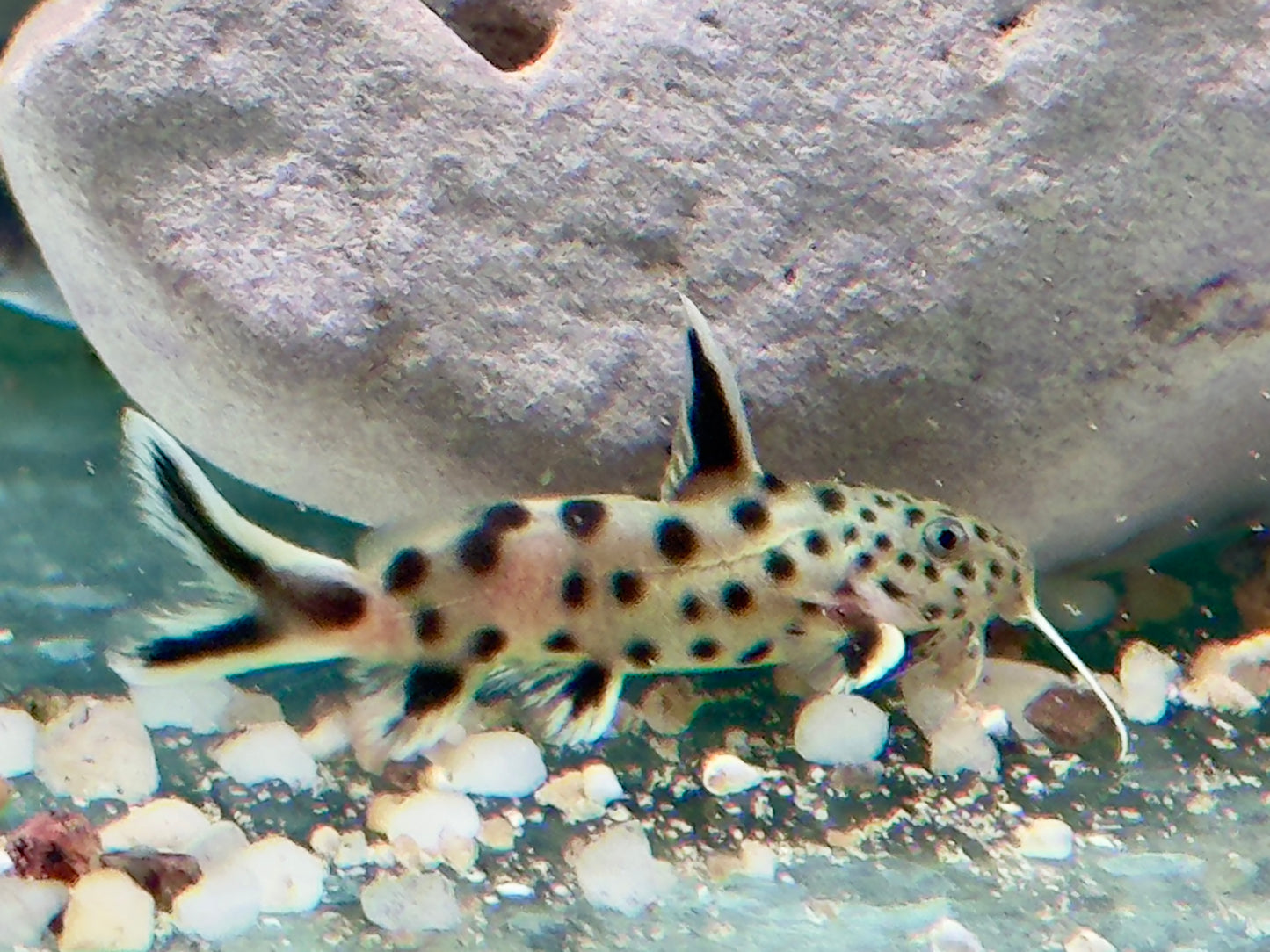 Zwerg Fiederbartwels Synodontis lucipinnis