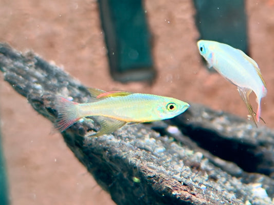 Filigran Regenbogenfisch Iriatherina werneri