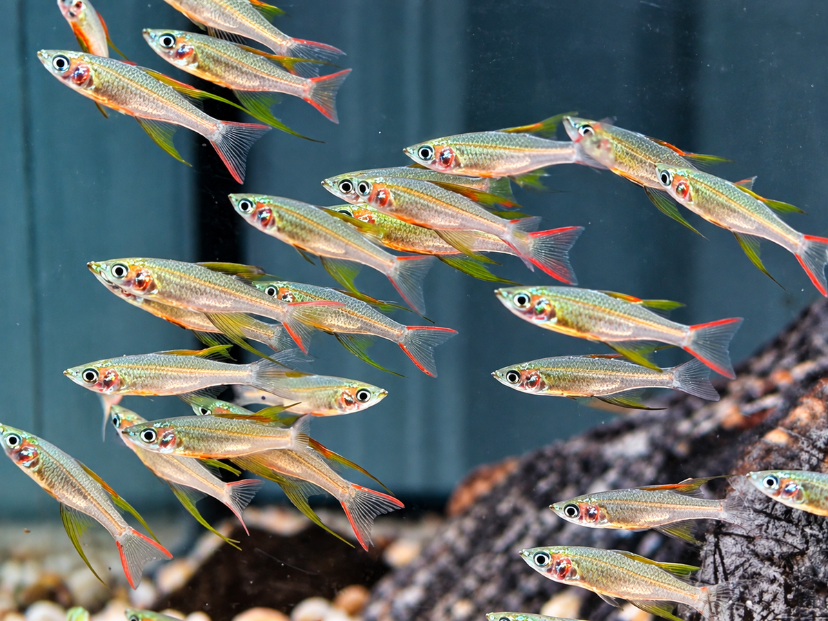 Filigran Regenbogenfisch Iriatherina werneri
