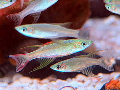 Filigran Regenbogenfisch Iriatherina werneri