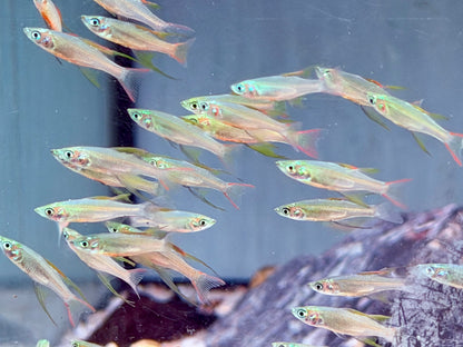 Filigran Regenbogenfisch Iriatherina werneri